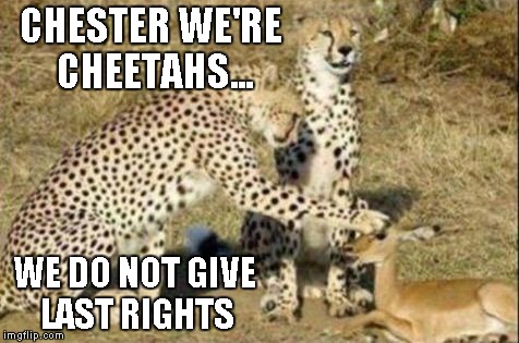 When you feel sorry for your food. | CHESTER WE'RE CHEETAHS... WE DO NOT GIVE LAST RIGHTS | image tagged in cheetah pet,funny animals,cheetah,cats,funny | made w/ Imgflip meme maker