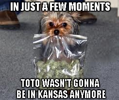 He's off to see the wizard... | IN JUST A FEW MOMENTS TOTO WASN'T GONNA BE IN KANSAS ANYMORE | image tagged in toto,pot dog,funny,funny dog,funny animals | made w/ Imgflip meme maker