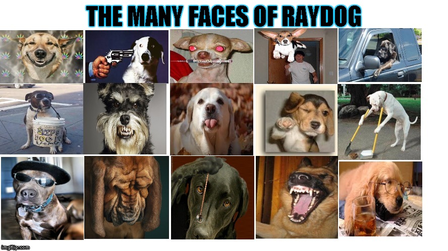 Thanks again Imgflippers for getting me to 1 million points...Congrats to "IMGFLIP", "ENTERTAINER28" and "SOCRATES" before me. | THE MANY FACES OF RAYDOG | image tagged in raydog,one million points,funny animals,dogs,celebration | made w/ Imgflip meme maker