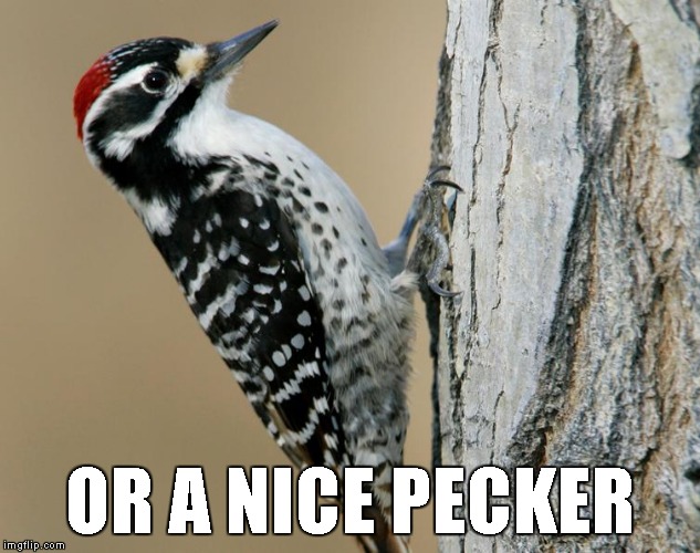 OR A NICE PECKER | made w/ Imgflip meme maker