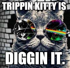TRIPPIN KITTY IS DIGGIN IT. | made w/ Imgflip meme maker