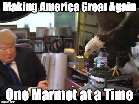 Trump Eagle Attack | Making America Great Again One Marmot at a Time | image tagged in trump,eagle,wussy | made w/ Imgflip meme maker