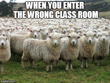 Wrong class room | WHEN YOU ENTER THE WRONG CLASS ROOM | image tagged in memes,animals,sheep | made w/ Imgflip meme maker