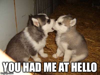 Cute Puppies | YOU HAD ME AT HELLO | image tagged in memes,cute puppies | made w/ Imgflip meme maker