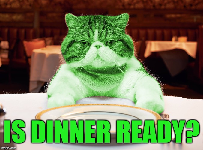 RayCat Hungry | IS DINNER READY? | image tagged in raycat hungry | made w/ Imgflip meme maker