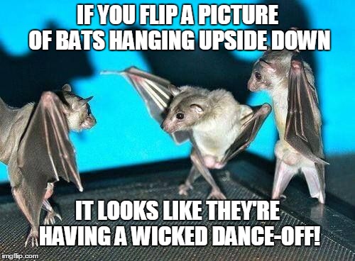 Image Flip | IF YOU FLIP A PICTURE OF BATS HANGING UPSIDE DOWN IT LOOKS LIKE THEY'RE HAVING A WICKED DANCE-OFF! | image tagged in memes,animals | made w/ Imgflip meme maker