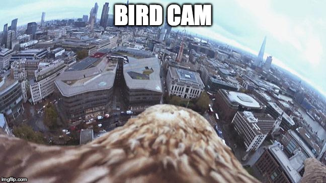 BIRD CAM | made w/ Imgflip meme maker