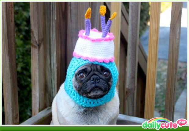 High Quality Happy birthday pug Blank Meme Template