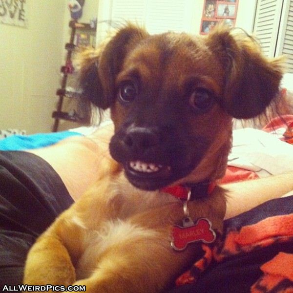 Smiling Dog Blank Meme Template