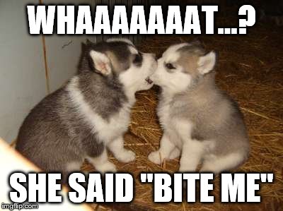 Cute Puppies | WHAAAAAAAT...? SHE SAID "BITE ME" | image tagged in memes,cute puppies | made w/ Imgflip meme maker