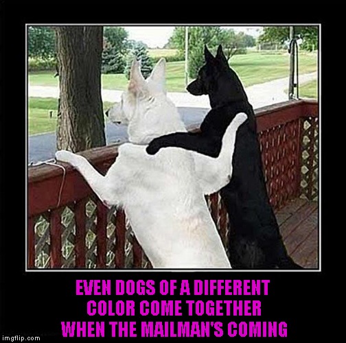EVEN DOGS OF A DIFFERENT COLOR COME TOGETHER WHEN THE MAILMAN'S COMING | made w/ Imgflip meme maker