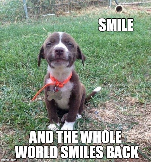 SMILE; AND THE WHOLE WORLD SMILES BACK | image tagged in puppy,smile,james wolfe | made w/ Imgflip meme maker