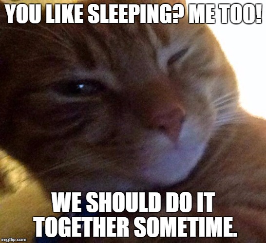 Flirtatious Cat | YOU LIKE SLEEPING? ME TOO! WE SHOULD DO IT TOGETHER SOMETIME. | image tagged in flirtatious cat | made w/ Imgflip meme maker