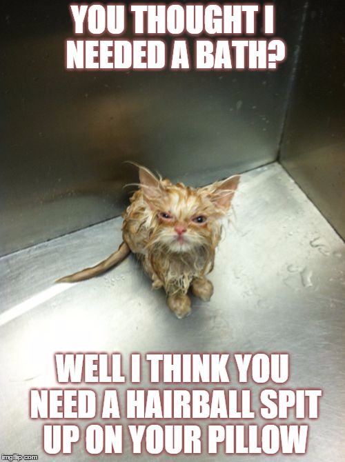 Kill You Cat: Feline Revenge | YOU THOUGHT I NEEDED A BATH? WELL I THINK YOU NEED A HAIRBALL SPIT UP ON YOUR PILLOW | image tagged in memes,kill you cat,watch your back,sweet revenge,cute,kitty | made w/ Imgflip meme maker