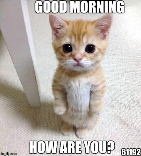 Cute Cat Meme | GOOD MORNING; HOW ARE YOU? 61192 | image tagged in memes,cute cat | made w/ Imgflip meme maker