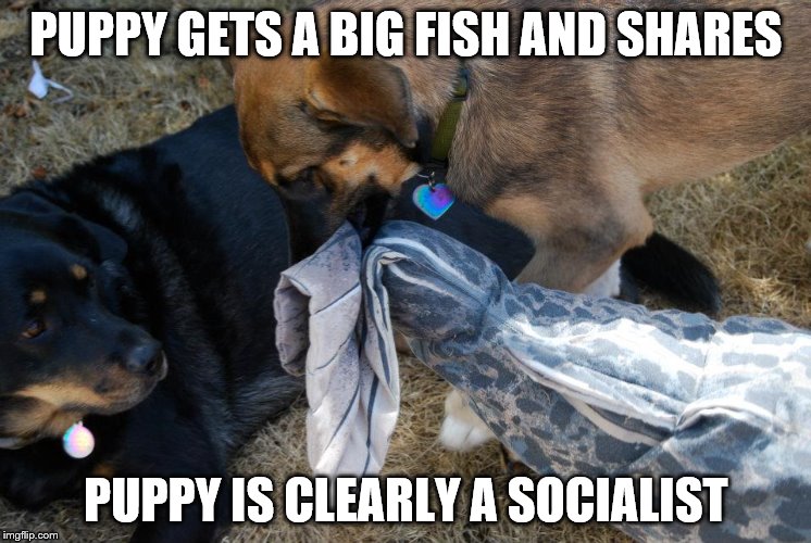 Puppy is a Socialist | PUPPY GETS A BIG FISH AND SHARES; PUPPY IS CLEARLY A SOCIALIST | image tagged in socialism,puppy,dog,sharing,generosity,politics | made w/ Imgflip meme maker