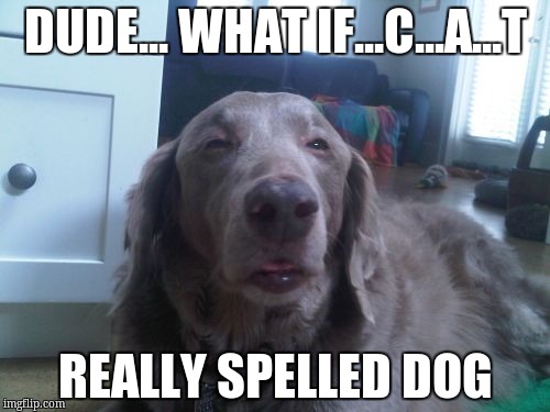High Dog | DUDE... WHAT IF...C...A...T; REALLY SPELLED DOG | image tagged in memes,high dog | made w/ Imgflip meme maker