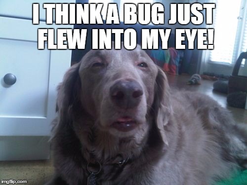 High Dog | I THINK A BUG JUST FLEW INTO MY EYE! | image tagged in memes,high dog | made w/ Imgflip meme maker