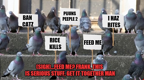 Get it together Frank (inspired by desolatefix's pigeon job interview meme) | PIJUNS PEEPLE 2; I HAZ RITES; BAN CATZ; FEED ME; RICE KILLS; (SIGH)...FEED ME? FRANK, THIS IS SERIOUS STUFF, GET IT TOGETHER MAN | image tagged in memes,funny,frank,pigeons | made w/ Imgflip meme maker