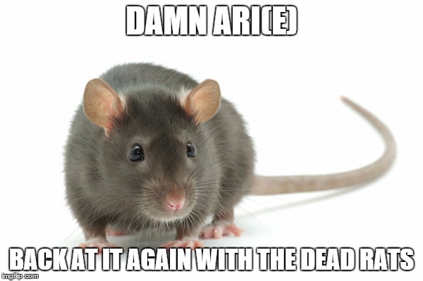 damn arie | DAMN ARI(E); BACK AT IT AGAIN WITH THE DEAD RATS | image tagged in damn daniel | made w/ Imgflip meme maker