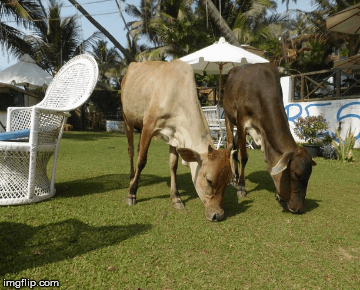 om goan cows www.tharobster.wordpress.com | image tagged in gifs,goa,cows,cow,om,tharobsterwordpresscom | made w/ Imgflip images-to-gif maker