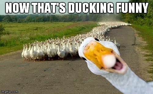 NOW THAT'S DUCKING FUNNY | made w/ Imgflip meme maker