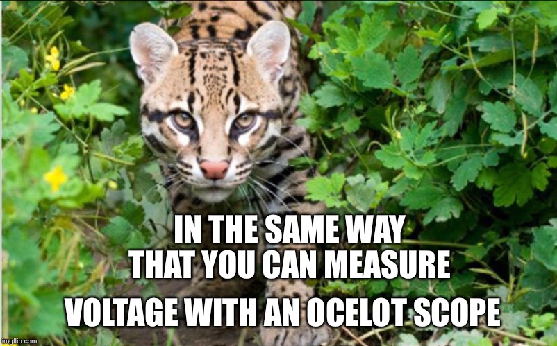 IN THE SAME WAY THAT YOU CAN MEASURE VOLTAGE WITH AN OCELOT SCOPE | image tagged in ocelot scoping | made w/ Imgflip meme maker