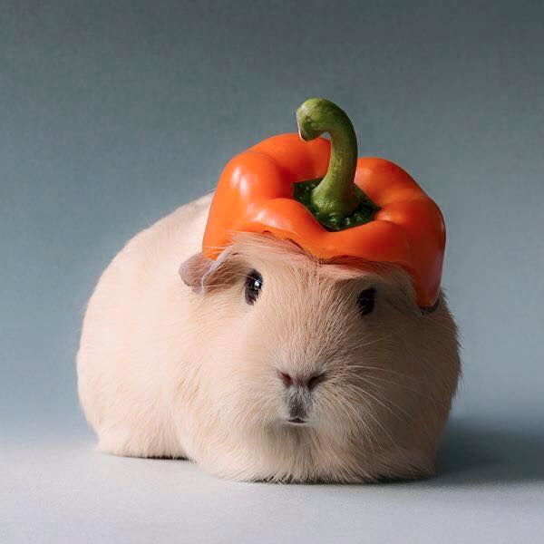 Guinea pig with vegetable Blank Meme Template