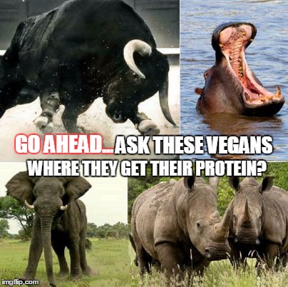 ASK THESE VEGANS; GO AHEAD... WHERE THEY GET THEIR PROTEIN? | image tagged in go ahead ask these vegans where they get  their protein | made w/ Imgflip meme maker