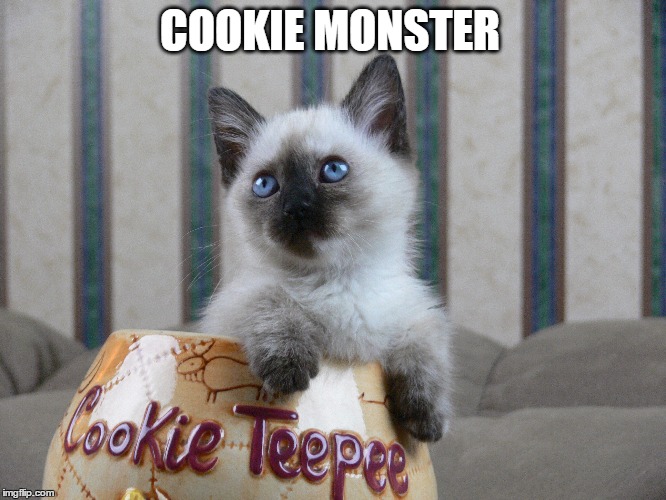 Cookie Monster! | COOKIE MONSTER | image tagged in cookie monster,napoleon munchkin,kitten | made w/ Imgflip meme maker
