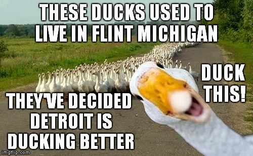 It's a ducking migration! | THESE DUCKS USED TO LIVE IN FLINT MICHIGAN; DUCK THIS! THEY'VE DECIDED DETROIT IS DUCKING BETTER | image tagged in ducking funny | made w/ Imgflip meme maker