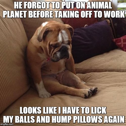 bulldogsad | HE FORGOT TO PUT ON ANIMAL PLANET BEFORE TAKING OFF TO WORK; LOOKS LIKE I HAVE TO LICK MY BALLS AND HUMP PILLOWS AGAIN | image tagged in bulldogsad | made w/ Imgflip meme maker