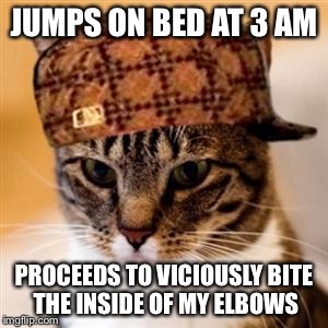 Scumbag Cat | JUMPS ON BED AT 3 AM; PROCEEDS TO VICIOUSLY BITE THE INSIDE OF MY ELBOWS | image tagged in scumbag cat,AdviceAnimals | made w/ Imgflip meme maker