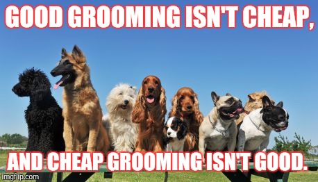 Dogs | GOOD GROOMING ISN'T CHEAP, AND CHEAP GROOMING ISN'T GOOD. | image tagged in dogs | made w/ Imgflip meme maker
