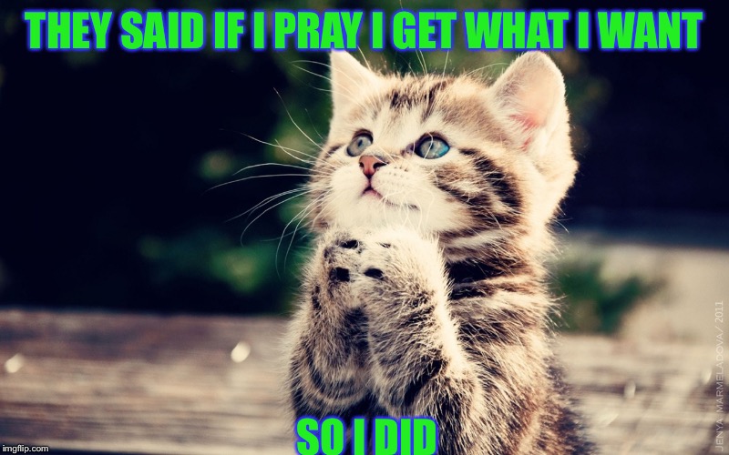 Cats | THEY SAID IF I PRAY I GET WHAT I WANT; SO I DID | image tagged in cats | made w/ Imgflip meme maker