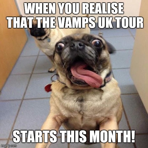 Excited dog | WHEN YOU REALISE THAT THE VAMPS UK TOUR; STARTS THIS MONTH! | image tagged in excited dog | made w/ Imgflip meme maker