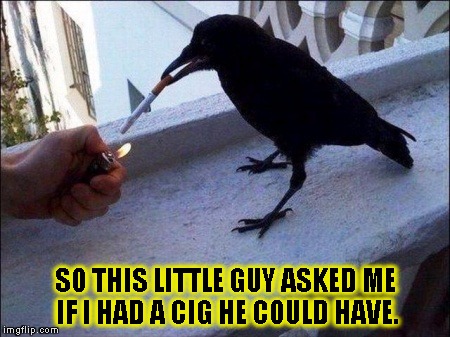 Smoking Crow |  SO THIS LITTLE GUY ASKED ME IF I HAD A CIG HE COULD HAVE. | image tagged in funny,crows,memes,smokers,early bird | made w/ Imgflip meme maker