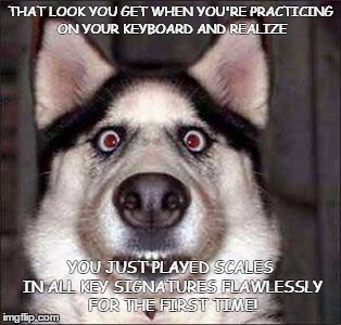 shocked dog | THAT LOOK YOU GET WHEN YOU'RE PRACTICING ON YOUR KEYBOARD AND REALIZE; YOU JUST PLAYED SCALES IN ALL KEY SIGNATURES FLAWLESSLY FOR THE FIRST TIME! | image tagged in shocked dog | made w/ Imgflip meme maker