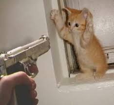 High Quality gun menacing kitten Blank Meme Template