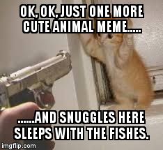 gun menacing kitten |  OK, OK, JUST ONE MORE CUTE ANIMAL MEME..... ......AND SNUGGLES HERE SLEEPS WITH THE FISHES. | image tagged in gun menacing kitten | made w/ Imgflip meme maker