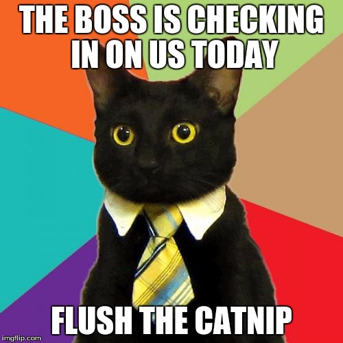 Business Cat | THE BOSS IS CHECKING IN ON US TODAY; FLUSH THE CATNIP | image tagged in memes,business cat | made w/ Imgflip meme maker