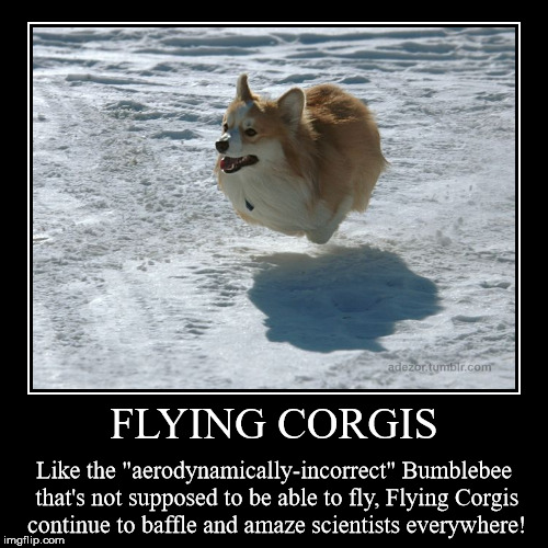 Flying Corgis | FLYING CORGIS | Like the "aerodynamically-incorrect" Bumblebee that's not supposed to be able to fly, Flying Corgis continue to baffle and a | image tagged in flying corgi,flying dog,corgi,pembroke welsh corgi,aerodynamically incorrect,bumblebee | made w/ Imgflip demotivational maker