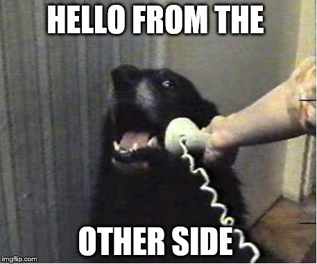 Yes this is dog | HELLO FROM THE; OTHER SIDE | image tagged in yes this is dog | made w/ Imgflip meme maker