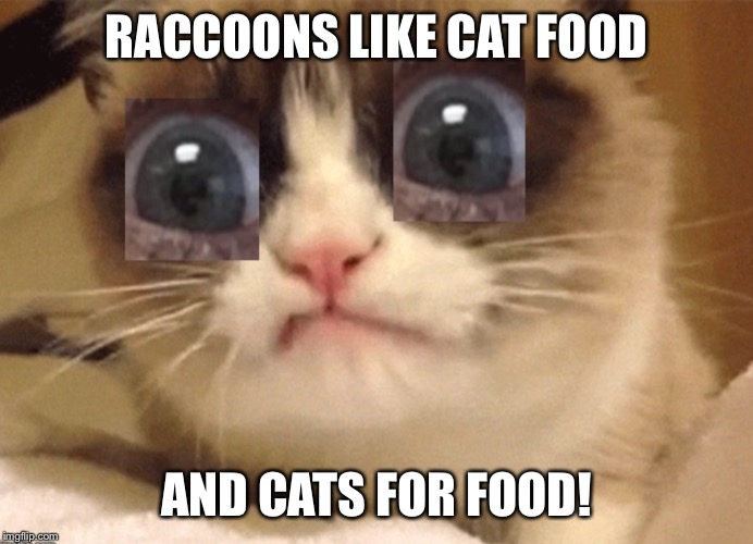 RACCOONS LIKE CAT FOOD AND CATS FOR FOOD! | image tagged in gray eyed grumpy cat | made w/ Imgflip meme maker