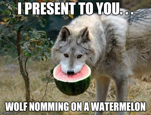 Wolf Nomming | I PRESENT TO YOU. . . WOLF NOMMING ON A WATERMELON | image tagged in wolves,funny,watermelon | made w/ Imgflip meme maker