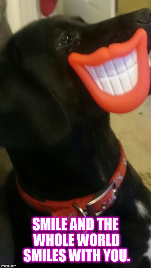 SMILE AND THE WHOLE WORLD SMILES WITH YOU. | image tagged in smiling dog | made w/ Imgflip meme maker