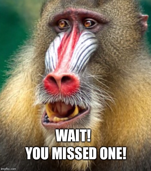 WAIT! YOU MISSED ONE! | image tagged in colorful baboon | made w/ Imgflip meme maker
