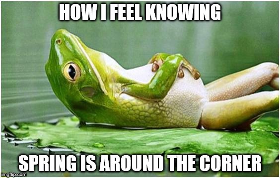 spring | HOW I FEEL KNOWING; SPRING IS AROUND THE CORNER | image tagged in frog | made w/ Imgflip meme maker