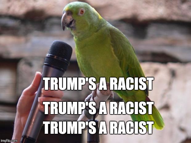 Keep working it | TRUMP'S A RACIST; TRUMP'S A RACIST; TRUMP'S A RACIST | image tagged in parrot,donald trump,trump,election 2016,hillary clinton | made w/ Imgflip meme maker