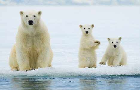 Polar bears Blank Meme Template